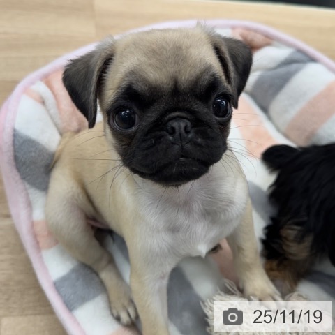 神奈川県のパグ (ペットプラス 武蔵小杉店/2025年9月10日生まれ/女の子/フォーン)の子犬の3枚目の画像