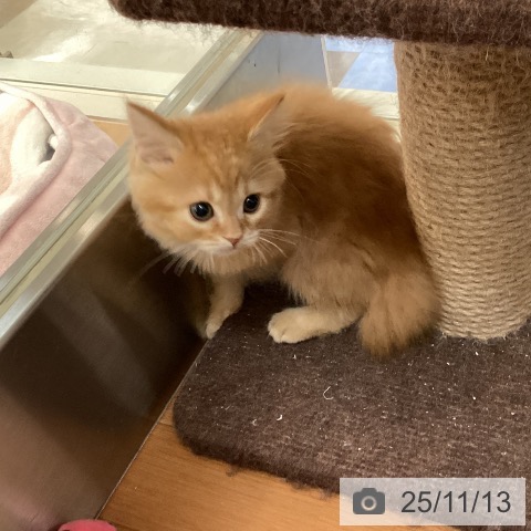 スコティッシュフォールドの写真