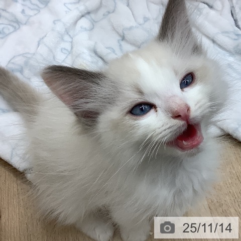 ラグドールの写真