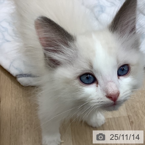 ラグドールの写真