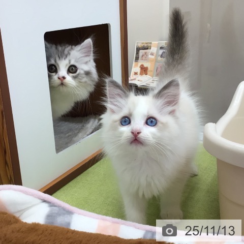 ラグドールの写真