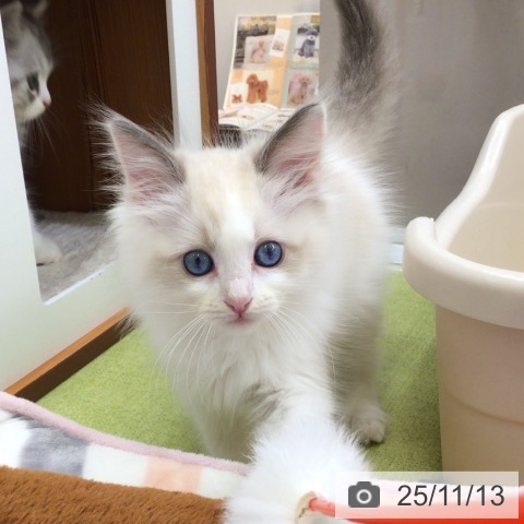 ラグドールの写真