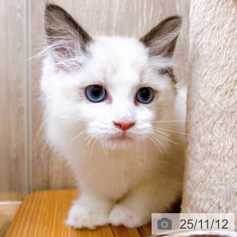 ラグドールの写真