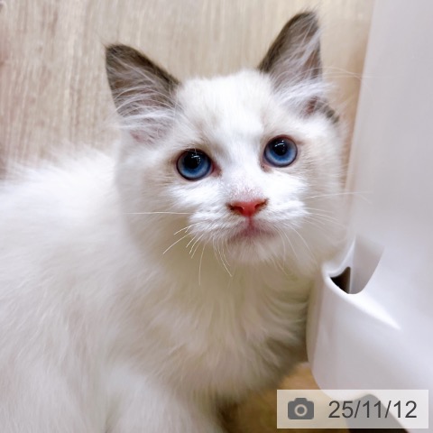 ラグドールの写真