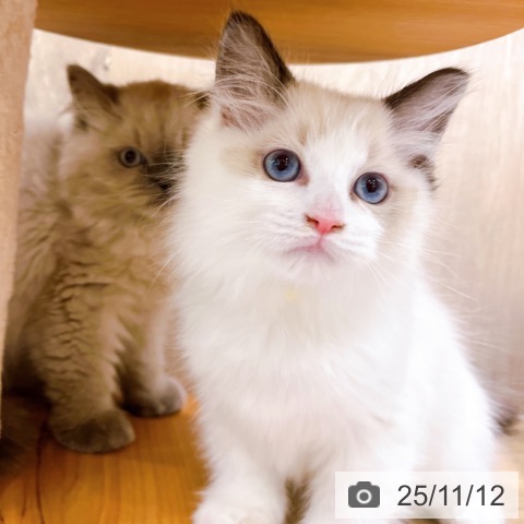 ラグドールの写真