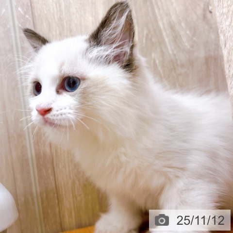 ラグドールの写真