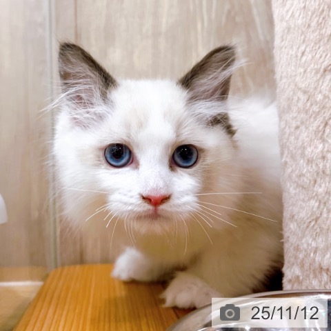 ラグドールの写真