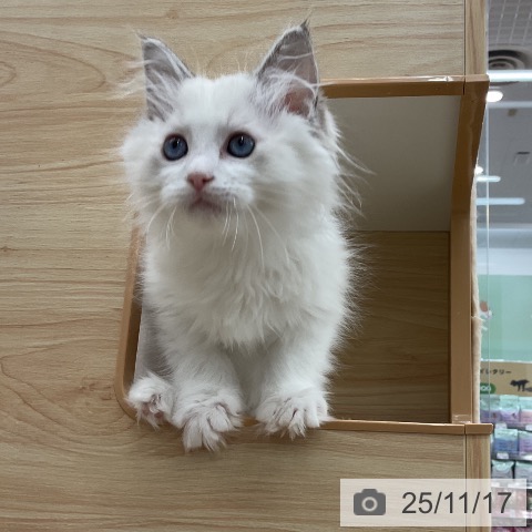 ラグドールの写真