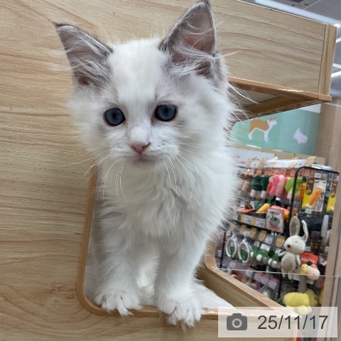 ラグドールの写真