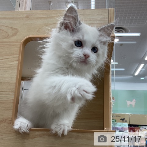 ラグドールの写真