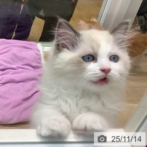 埼玉県のラグドール (ペットプラス ららぽーと新三郷店/2025年9月7日生まれ/男の子/ブルーポイントバイカラー)の子猫の4枚目の画像