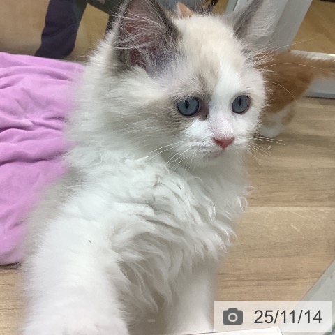 埼玉県のラグドール (ペットプラス ららぽーと新三郷店/2025年9月7日生まれ/男の子/ブルーポイントバイカラー)の子猫の3枚目の画像