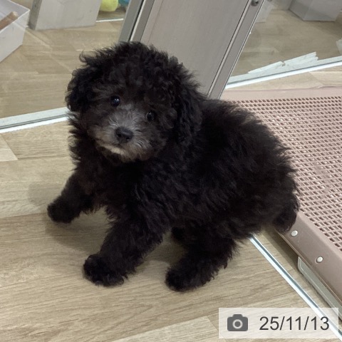 トイ・プードルの写真