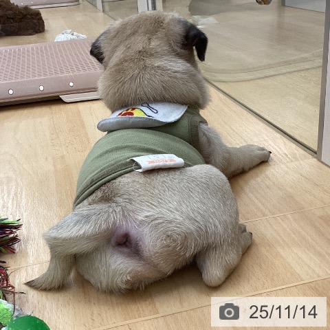 パグの写真