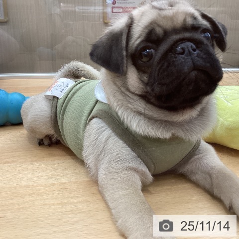 パグの写真