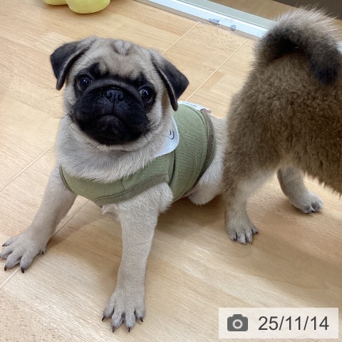 パグの写真