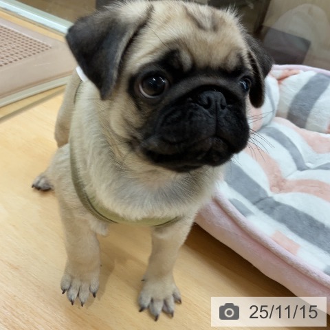 パグの写真