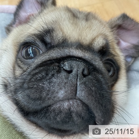 パグの写真