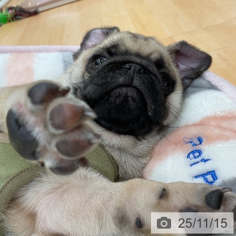 パグの写真
