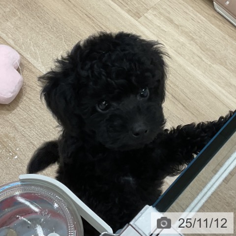 トイ・プードルの写真