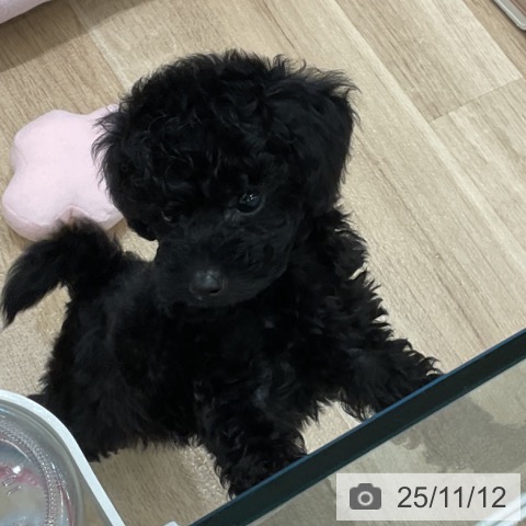 トイ・プードルの写真