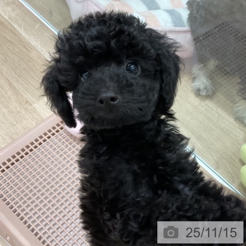 トイ・プードルの写真