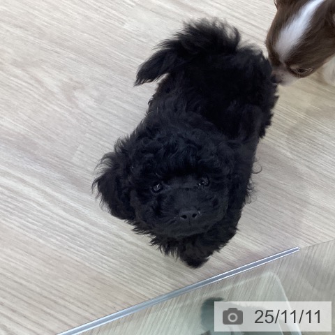 トイ・プードルの写真