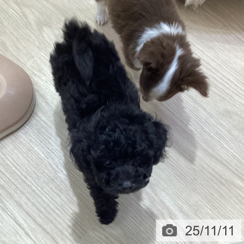 トイ・プードルの写真