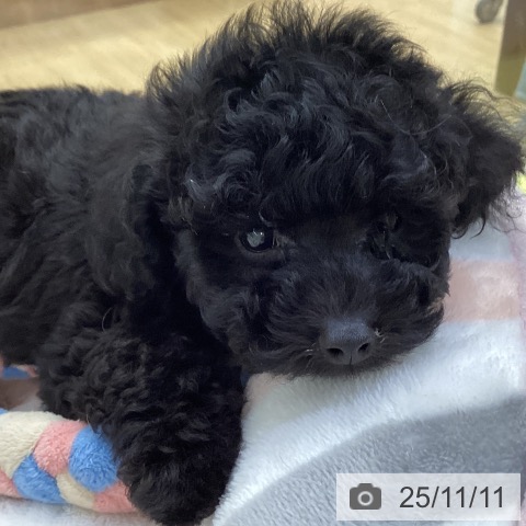 トイ・プードルの写真