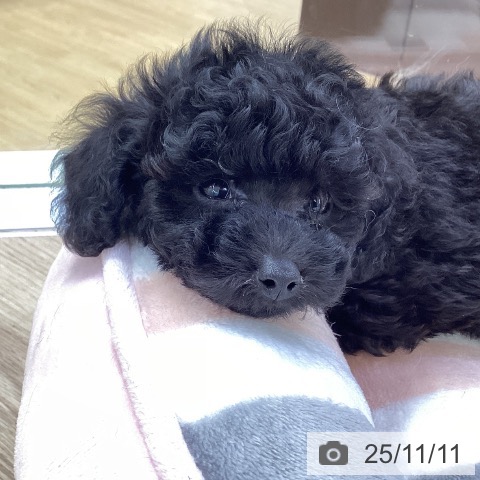 トイ・プードルの写真