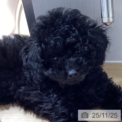 愛知県のトイプードル(トイ) (ペットプラス 上飯田店/2025年9月11日生まれ/男の子/ブラック)の子犬の4枚目の画像