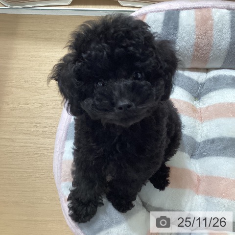 愛知県のトイプードル(トイ) (ペットプラス 上飯田店/2025年9月11日生まれ/男の子/ブラック)の子犬の3枚目の画像