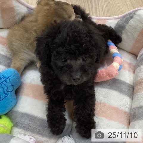 トイ・プードルの写真