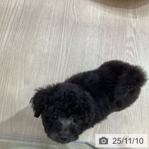 トイ・プードルの写真