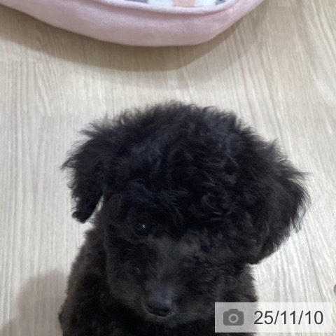 トイ・プードルの写真