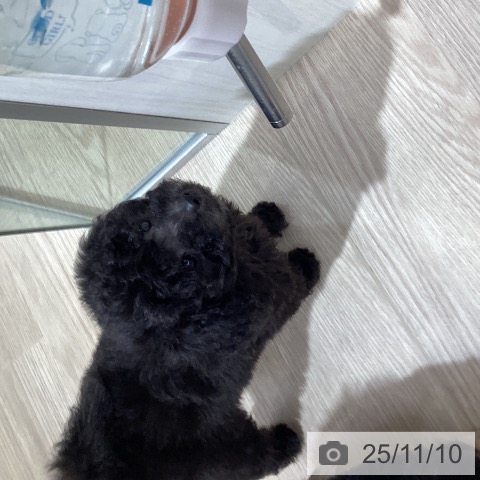 トイ・プードルの写真