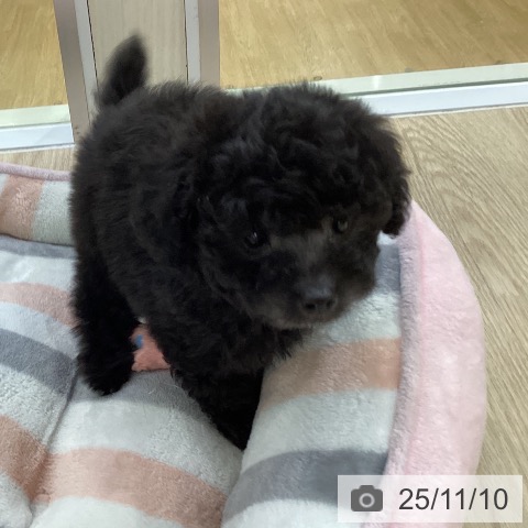 トイ・プードルの写真