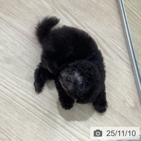 トイ・プードルの写真