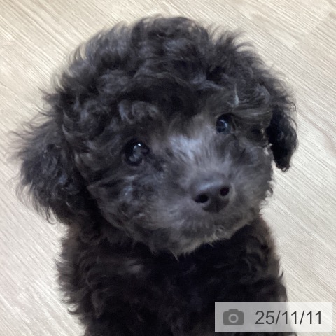 トイ・プードルの写真