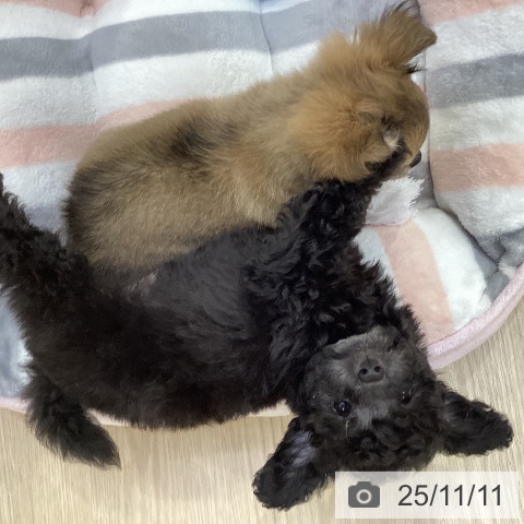 トイ・プードルの写真