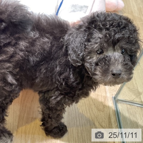 トイ・プードルの写真