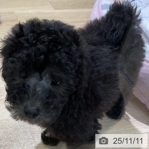 トイ・プードルの写真