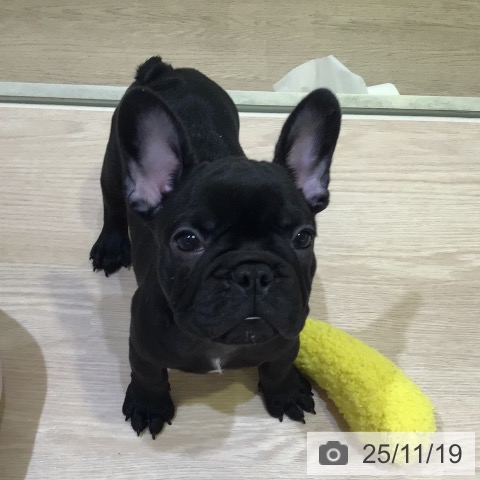 千葉県のフレンチブルドッグ (ペットプラス 木更津店/2025年9月11日生まれ/男の子/ブリンドル)の子犬の3枚目の画像