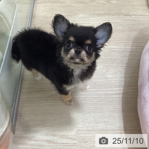 チワワの写真