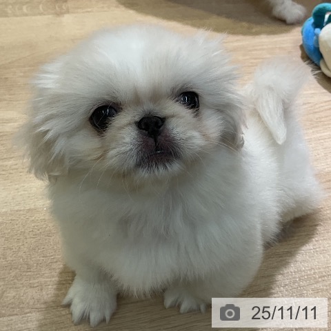 ペキニーズの写真