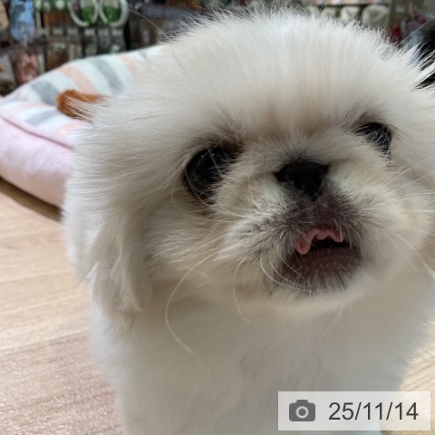ペキニーズの写真