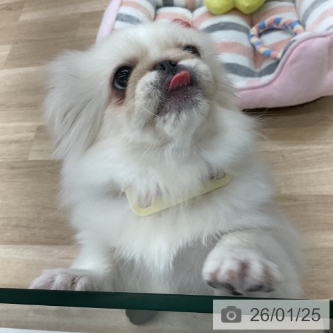 愛知県のペキニーズ (ペットプラス 豊橋牧野店/2025年9月10日生まれ/女の子/ホワイト)の子犬の4枚目の画像