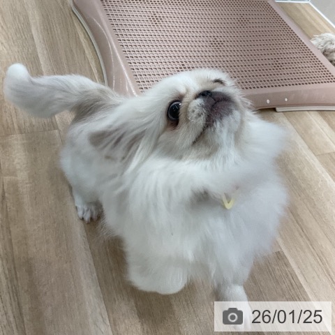 愛知県のペキニーズ (ペットプラス 豊橋牧野店/2025年9月10日生まれ/女の子/ホワイト)の子犬の3枚目の画像