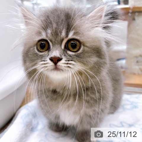 ミヌエットの写真