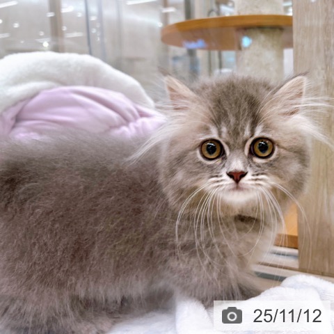 ミヌエットの写真